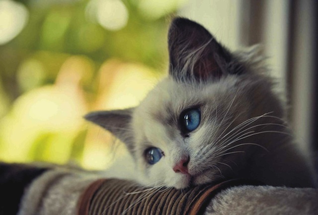 Sad-Cat-1.jpg