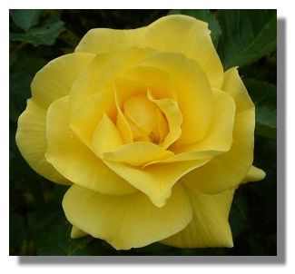 rose_yellow_falkland2444a.jpg