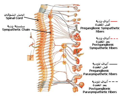 Autonomic.jpg