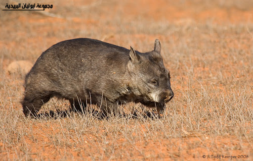 Wombat_7675.jpg