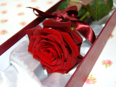 single-red-rose-84.jpg