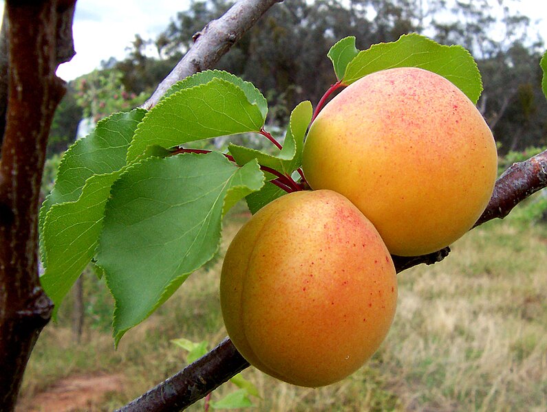 795px-Apricots.jpg