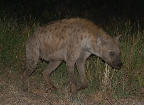 Spotted_hyena.jpg