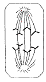 anaphase.GIF