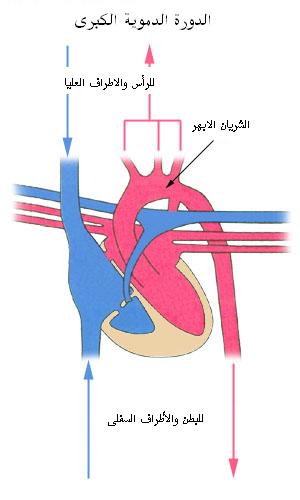 Systemiccirculationarabic.jpg