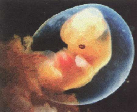 embryo7.jpg