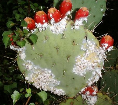 cochinealinsects.jpg