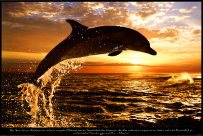 12355%7ESteve-Bloom-Dolphin-Sunset-Posters.jpg