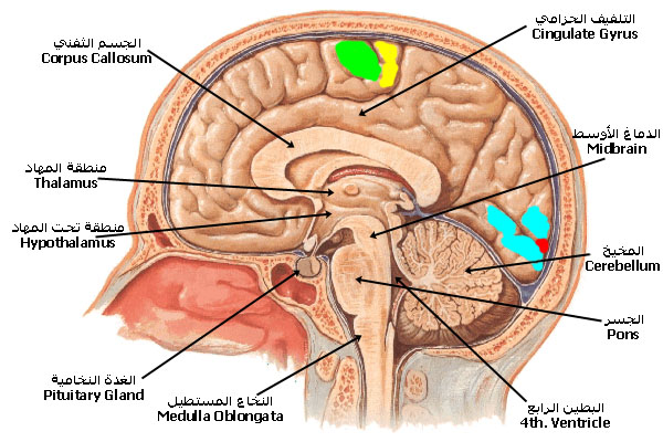 brain_lateral.jpg