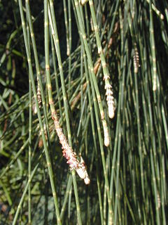 1223189716240px-casuarina_equisetifolia_leaves.jpg