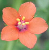 wfshl-scarletpimpernel-01_small.jpg