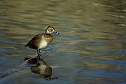 180px-Ringneck.jpg