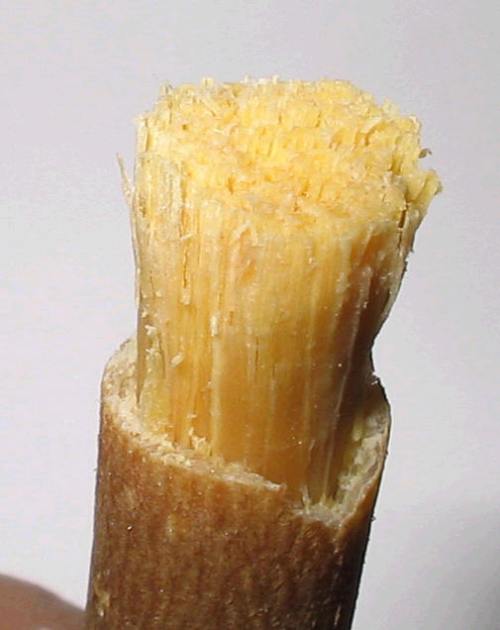 miswak-brush77.jpg