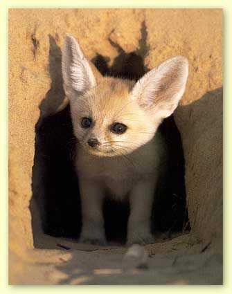 fennec-fox.jpg