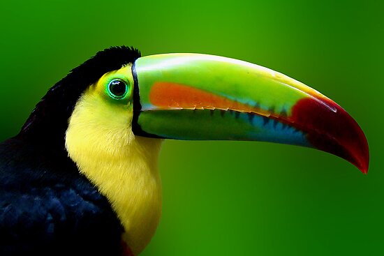 work.2249929.2.flat,550x550,075,f.channel-billed-toucan.jpg