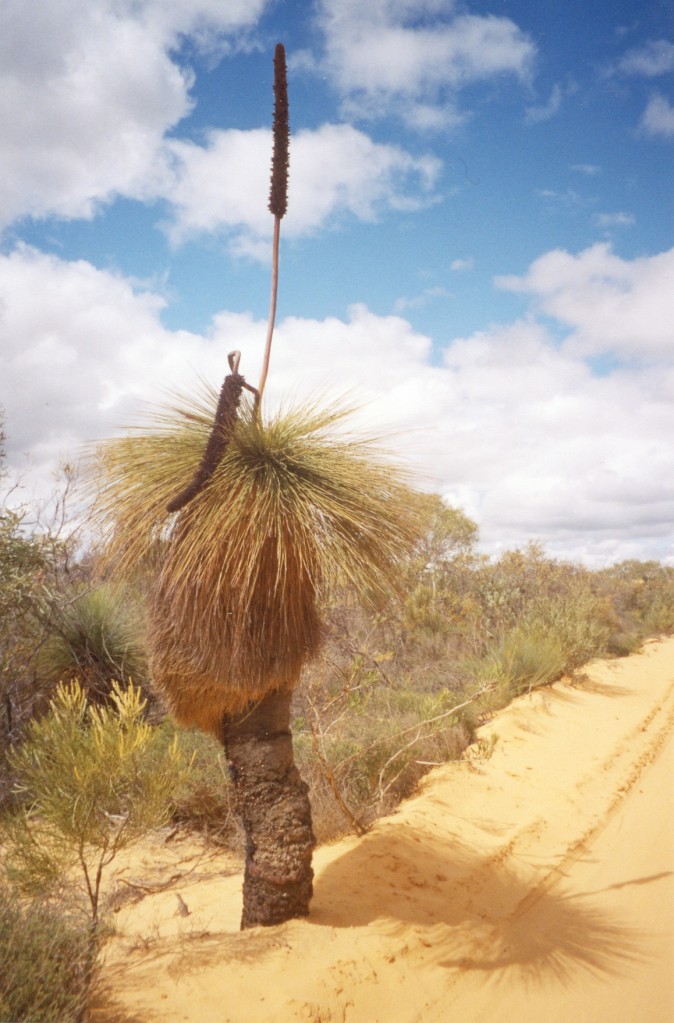 black_boy_at_kalbarri.jpeg