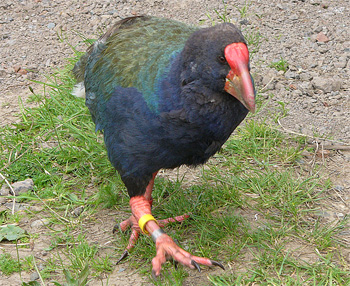 takahe-nz-2006.jpg