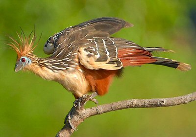 hoatzin2.jpg