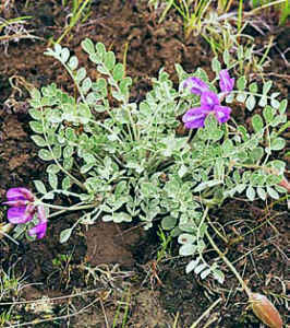 astragalus2.jpg