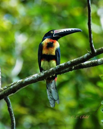 dsc_4907-collared-aracari.jpg