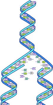 180px-Dna-split.png