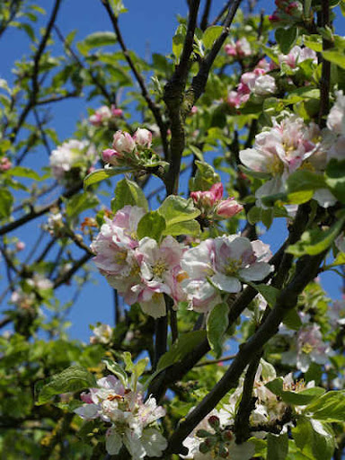 Malus%20sylvestris.jpg