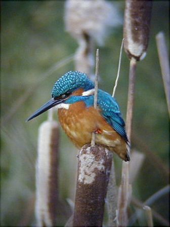 mk42658_kingfisher.jpg