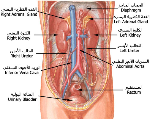 kidney_anatomy.jpg