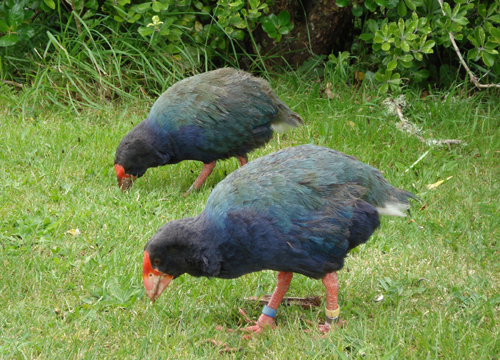 takahe-dsc00484.jpg