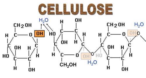 gluoseFormsCellulose.jpg