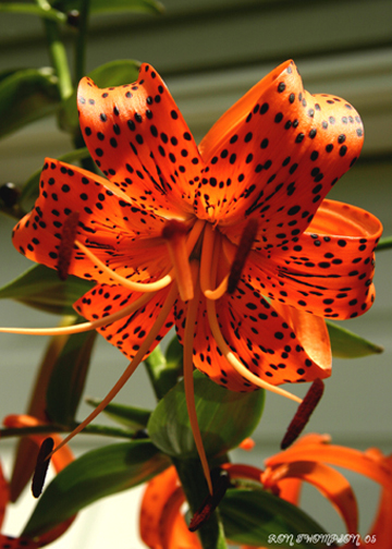 tiger%20lily%20-%20fl106.jpg