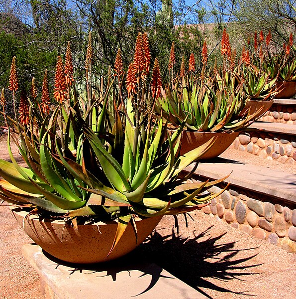 595px-Aloe-plants.jpg