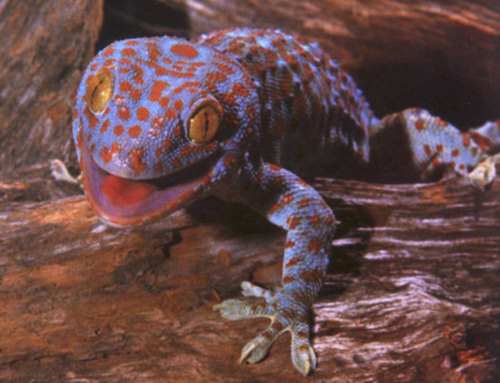 Tokay_geckoB.jpg