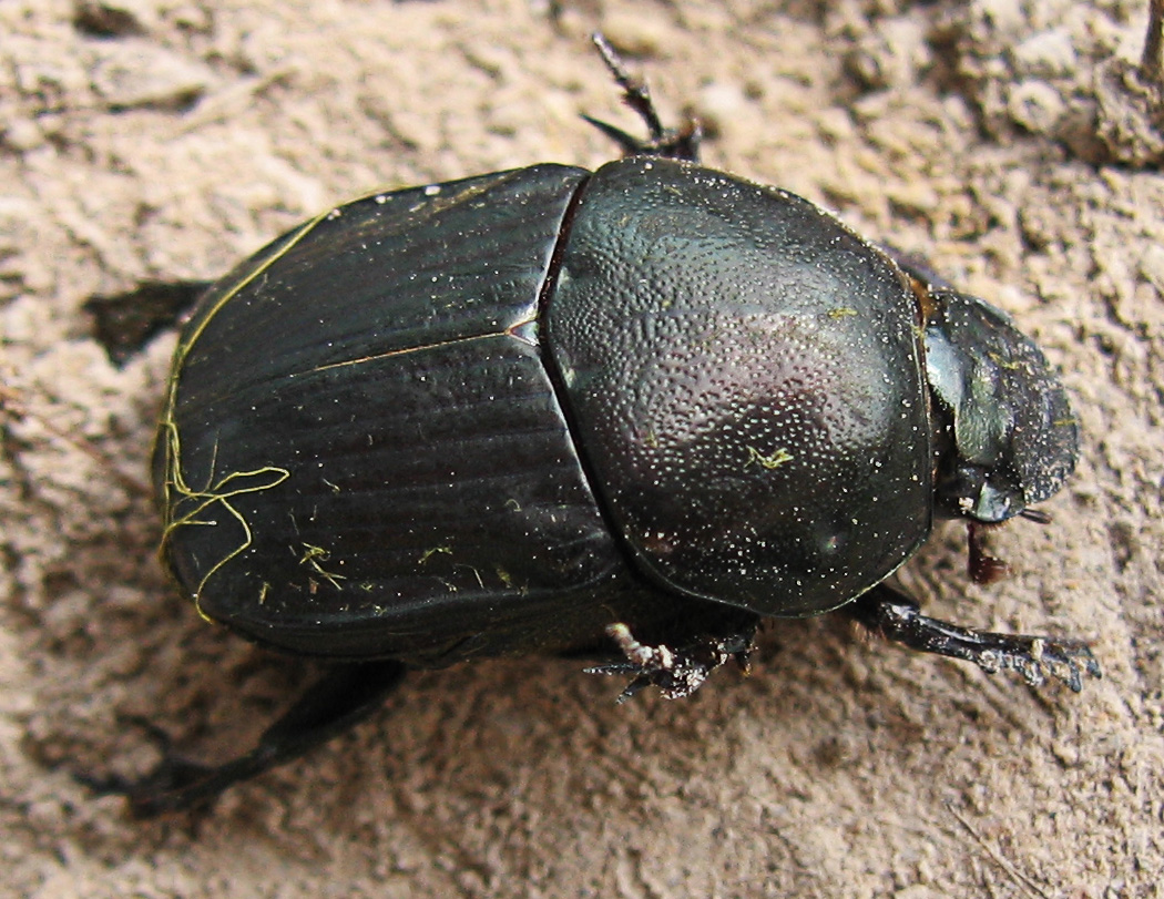 A-dung-beetle-from-Costa-Rica.jpg