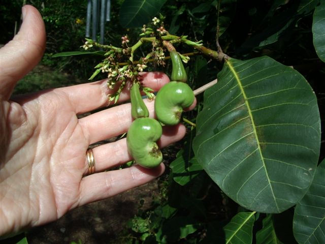 080517_02_EIS_Cashew_Tree.JPG