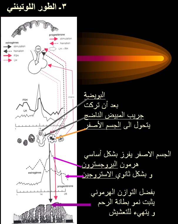 cycl%20PHASE%20LUTEAL.jpg