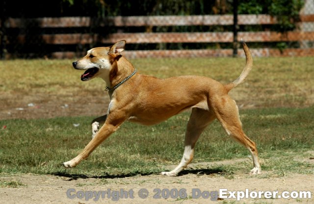 dog-picture.dog-park.camino-real.0108.JPG