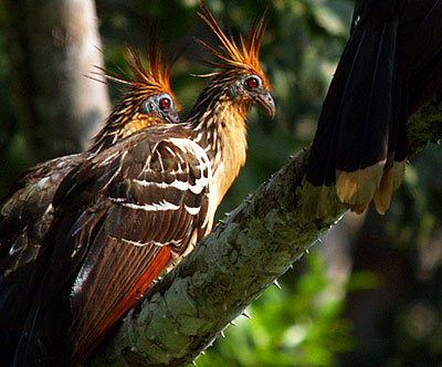 hoatzin.jpg