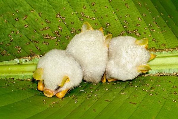 honduran_white_bats_640_07.jpg