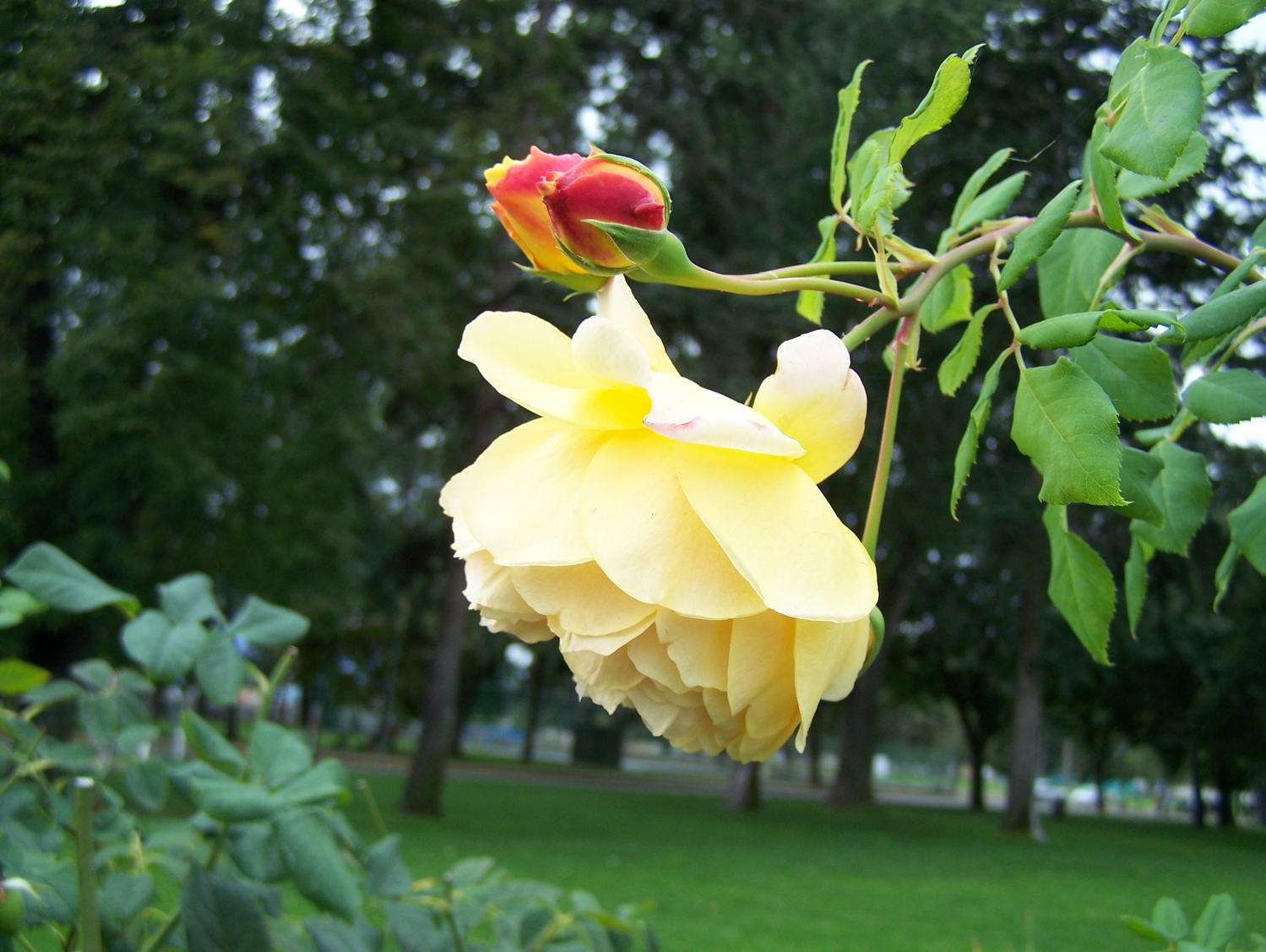 yellow-rose.jpg