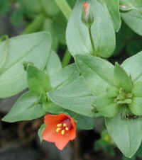 wfshl-scarletpimpernel-02_small.jpg