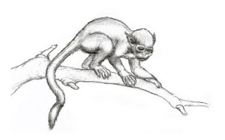 animal-01-monkey.JPG