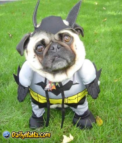 bat_dog.jpg