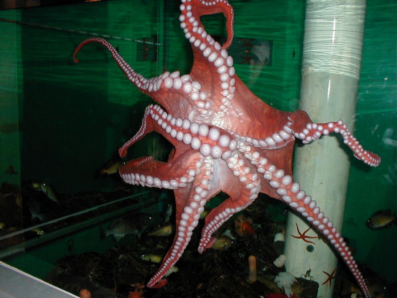 Octopus%20in%20aquarium.JPG