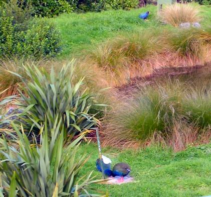 takahe.jpg