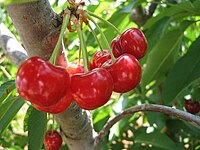 200px-Cherry.JPG