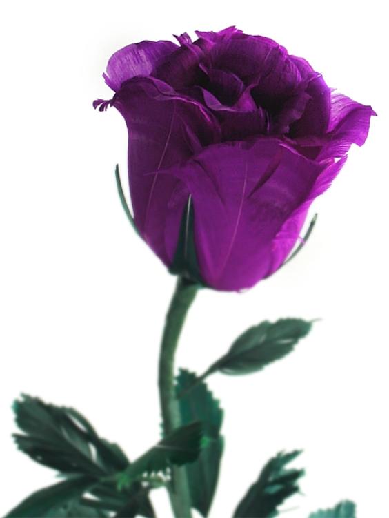 tricky+tech+purple+rose+for+you.jpg