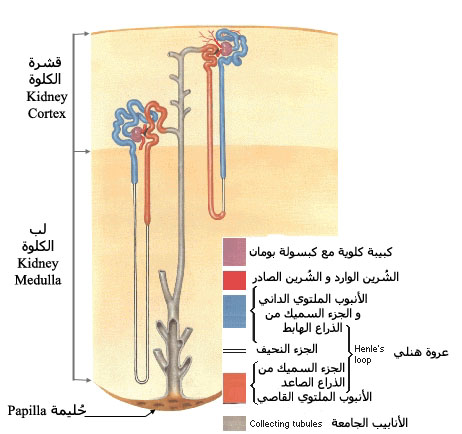 nephron.jpg