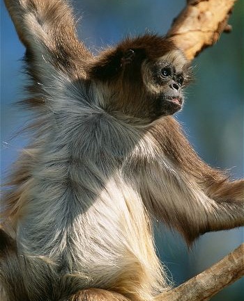 Variegated-spider-monkey.jpg