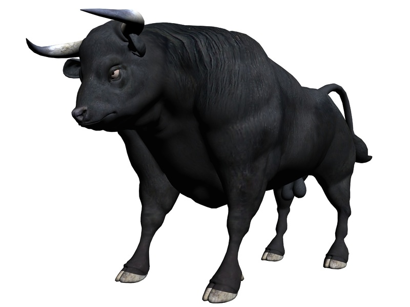 bull.jpg